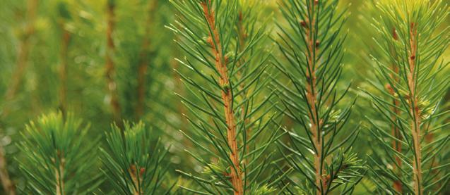 Plantering huvudspåret Det finns många fördelar med plantering jämfört med naturlig föryngring och sådd. Det fungerar på nästan alla marker och är det säkraste sättet att få upp ny skog.