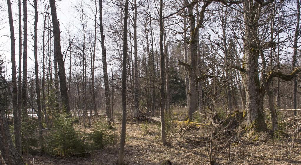 Färnäset Uthuggning av gran och frihuggning av gamla lövträd i svämskog genomfördes under året som planerat. En rasplats längs kanotleden hålls öppen genom slåtter av en mindre älväng. Bild 8.