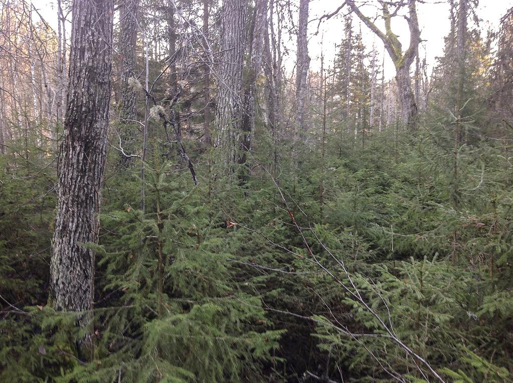Åtgärder på Bergviks mark Stora åtgärdsbehov i svämskogar som håller på att växa igen finns bland annat vid Kakängssundet norr om Hyttön. Bild 11. Igenväxande svämskog vid Kakängssundet.