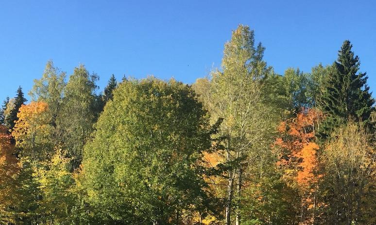 gå till menti.
