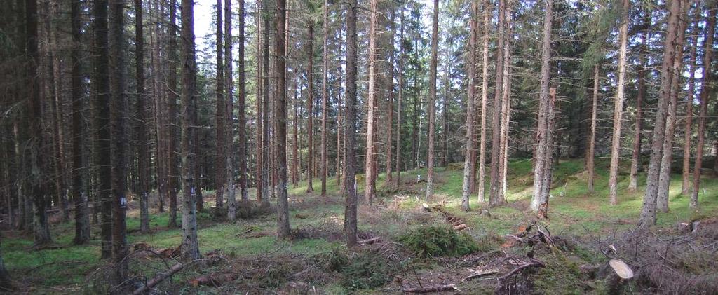 Värnvik (F 1): 5-årig granskog med ståndortsindex G8. Markvegetationen består av husmossa, väggmossa, blåbär, vitsippa, teveronika, gökärt och mycket skogskovall.