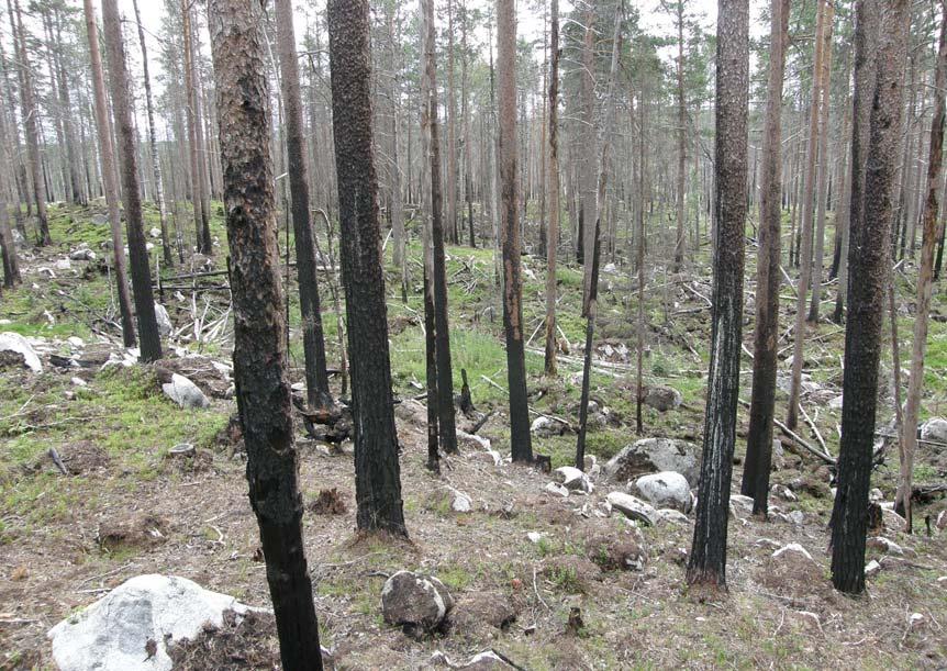 Slät tallkapuschongbagge Stephanopachys linearis (missgynnad NT) hittades på tre brandskadade tallar, det är dock sannolikt att arten finns på betydligt fler träd.