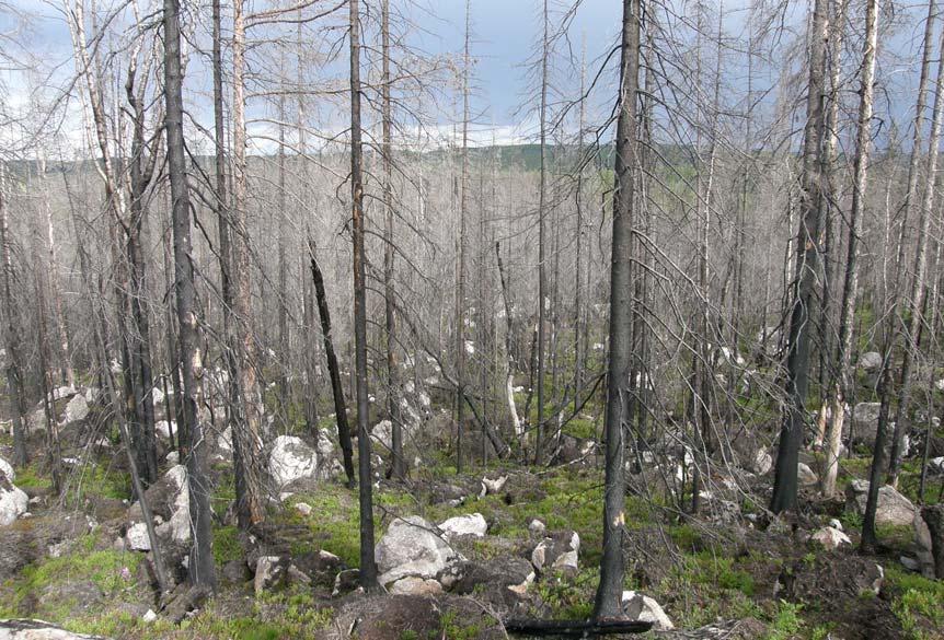 koloniserar ett brandfält har en mycket stor mängd substrat att sprida ut sig bland. Eftersom endast en liten del av de lämpliga träden då har koloniserats blir det svårt att hitta djuren.
