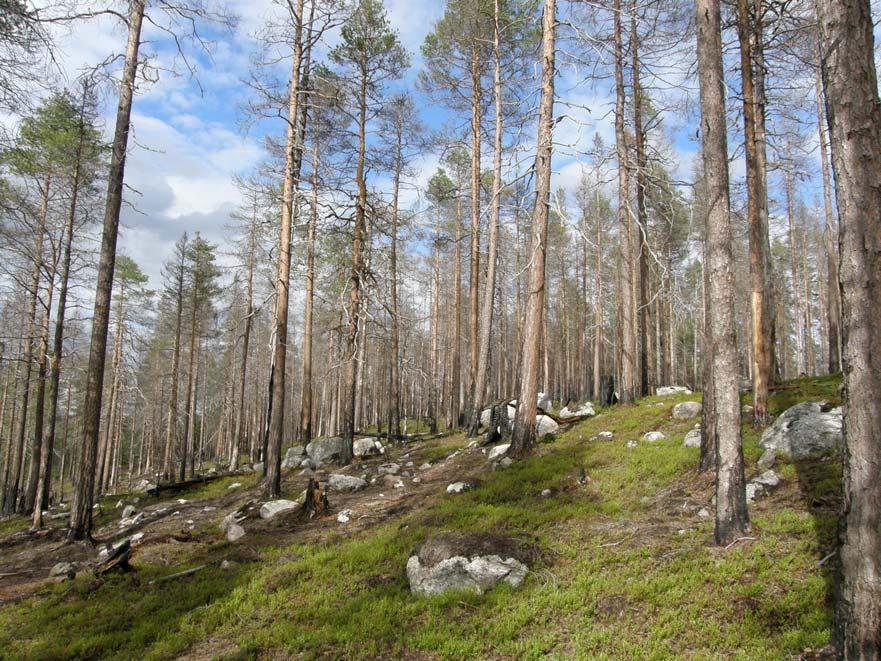 Jämtgaveln 1. Beskrivning Området är en naturvårdsbränd tallskog med påtagligt inslag av gran och enstaka unga björkar.