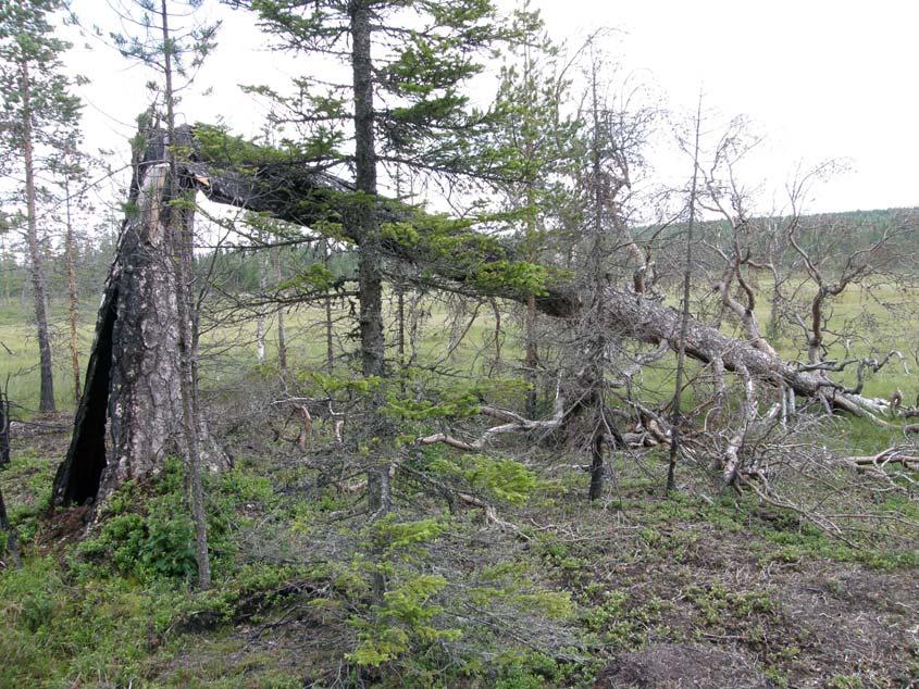 Fageråsen 2. Beskrivning Området utgörs av en naturvårdsbränd barrblandskog på kuperad mark. Brännan är färsk och endast ett år gammal.