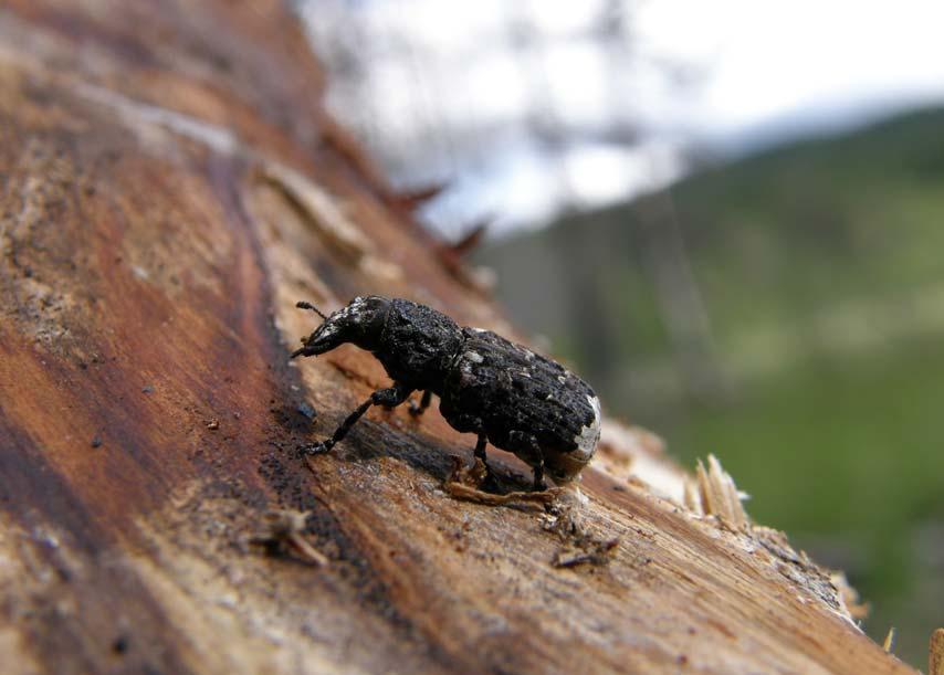 större naturvårdsbränningar i ett antal naturreservat under kommande år (www.y.lst.se).