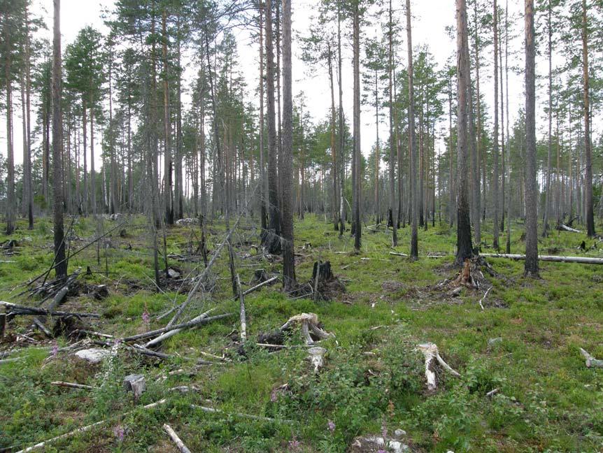 Objektsbeskrivningar Stormyren-Lommyren 1. Beskrivning Brandfältet är en stor och långsträckt naturvårdsbränd tallskog med rikligt inslag av björk och asp.
