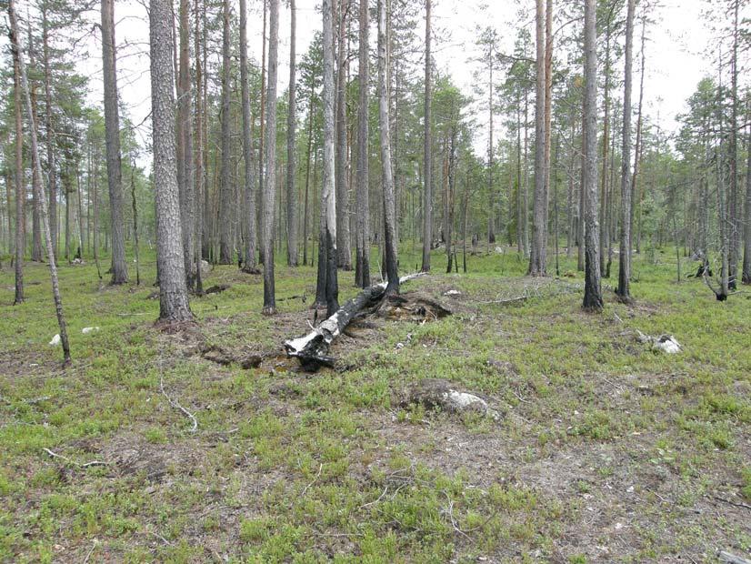 Stormyren-Lommyren 2. Beskrivning Objektet utgörs av ett flertal brända myrholmar med tallskog med inslag av gran.