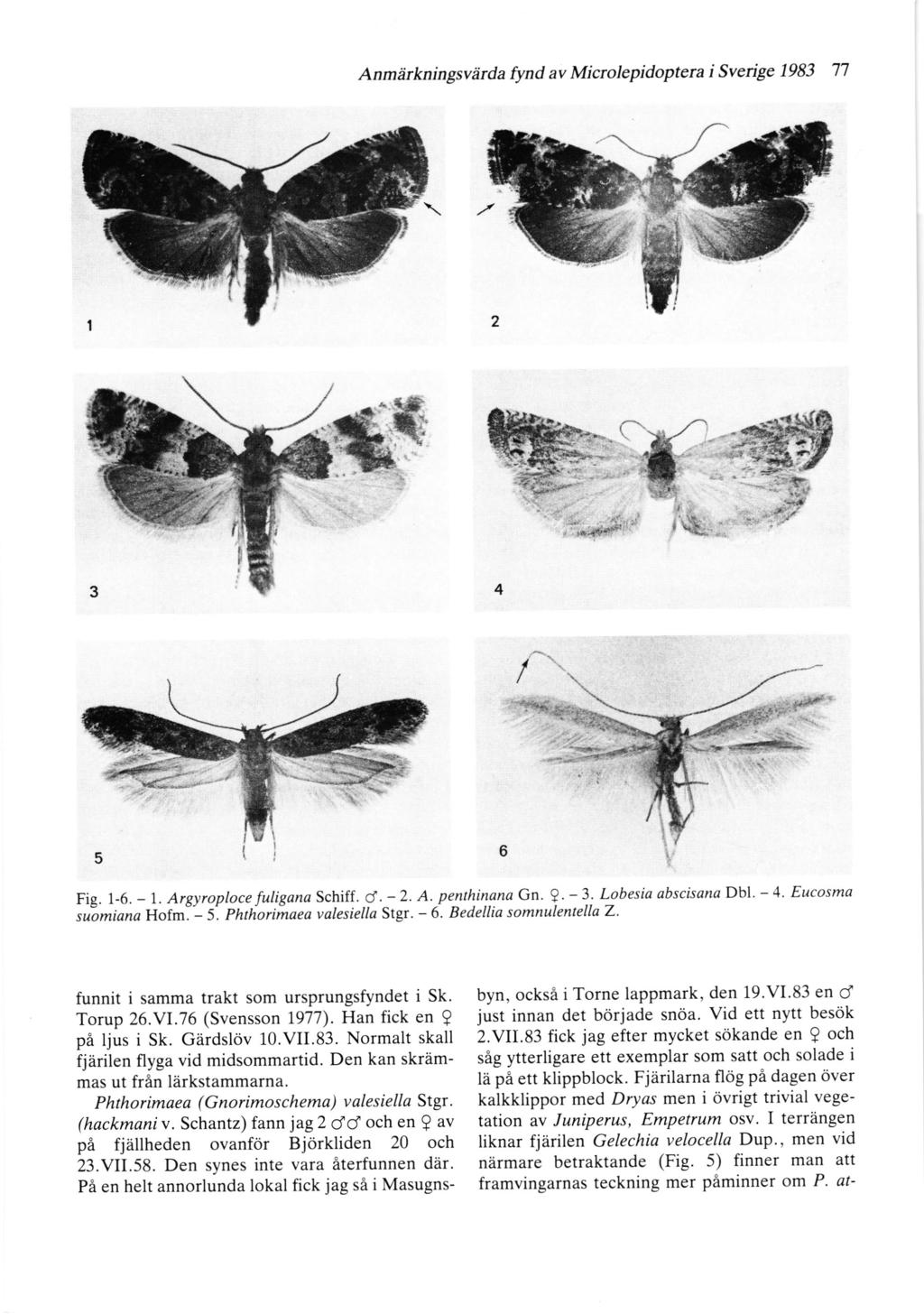 Anmitkningsviirda fynd av Microlepidoptera i Sveige 1983 77 Fig. 1-6. - l. Argyroploce fuligana Schiff. d. -2. A. penthinana Gn.