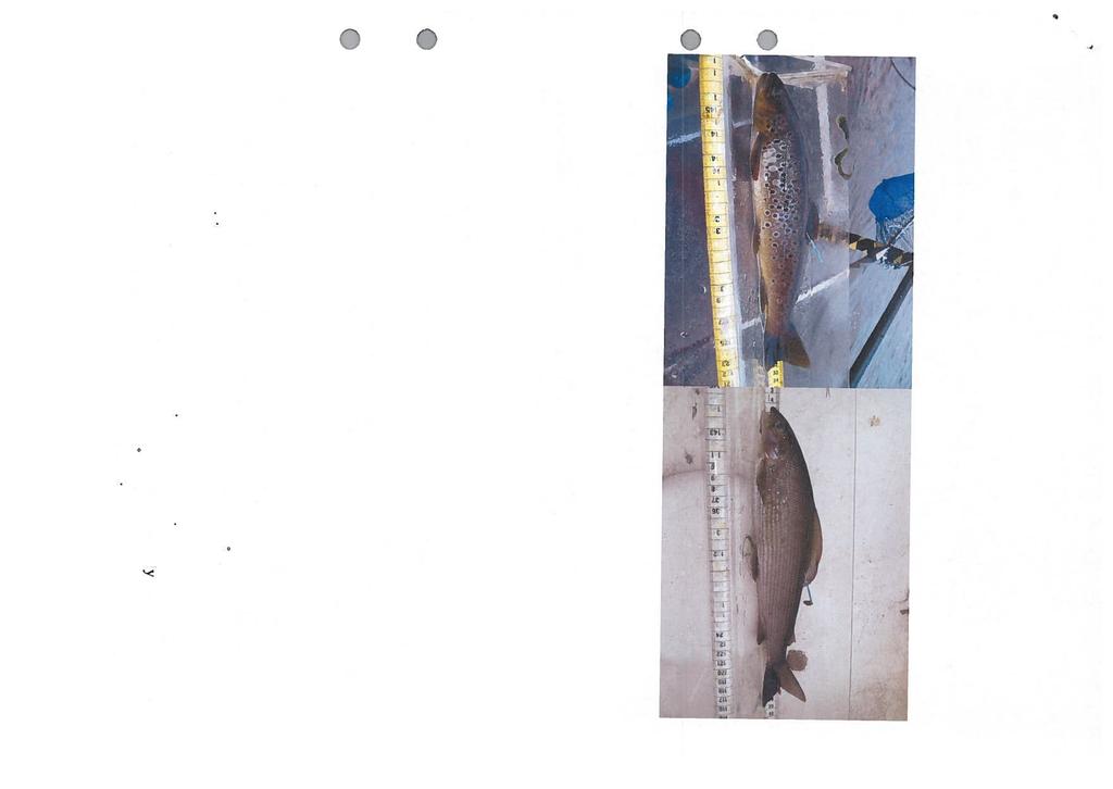 Innan markning och individuell matning av totallangd och vikt, med 1 mm och ig noggramthet, sovdes fiskarna i nejlikeolja. Därefter märktes harr och Oring med sk Floy-tags (Figur 2).