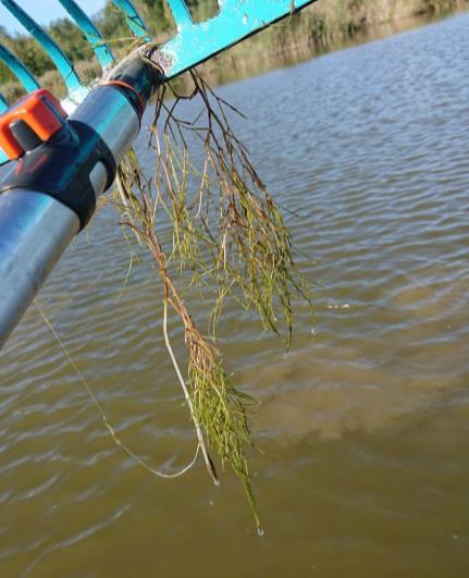 Arter och spridning Vid årets inventering påträffades sammantaget nio arter av vattenvegetation, undantaget övervattensväxter (Tabell 2).