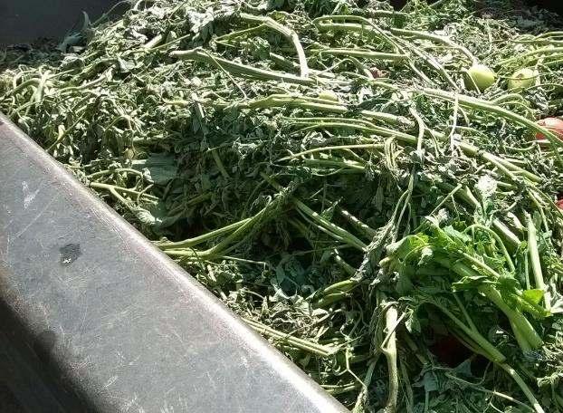 Tomatodlingens växtbiomassa när uppstår den vanligen Bladning under växtsäsongen: Tomatplantans växtbiomassa bladas ungefär en gång i veckan och börjar gradvis ungefär tre veckor efter plantering.