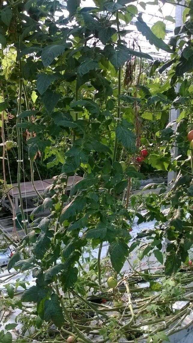 Tomatodlingens växtbiomassa hur mycket uppstår En tomatplantas växtbiomassamängd case: Lepaan puutarha Exempelväxthus: Lepaan puutarha, Hattula Tomatens odlingsareal år 2015: 1 148 m 2, 2 826 plantor