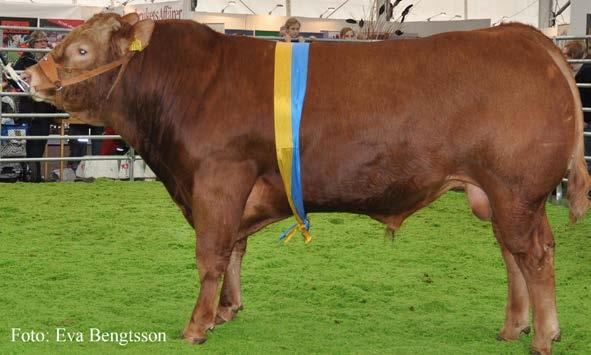 ONSLUNDA LIMOUSIN HANDJURSCHAMPION - MILA 2011 EXPLORER av Klocklunda ET Med framgångar på Individprövningen bl.