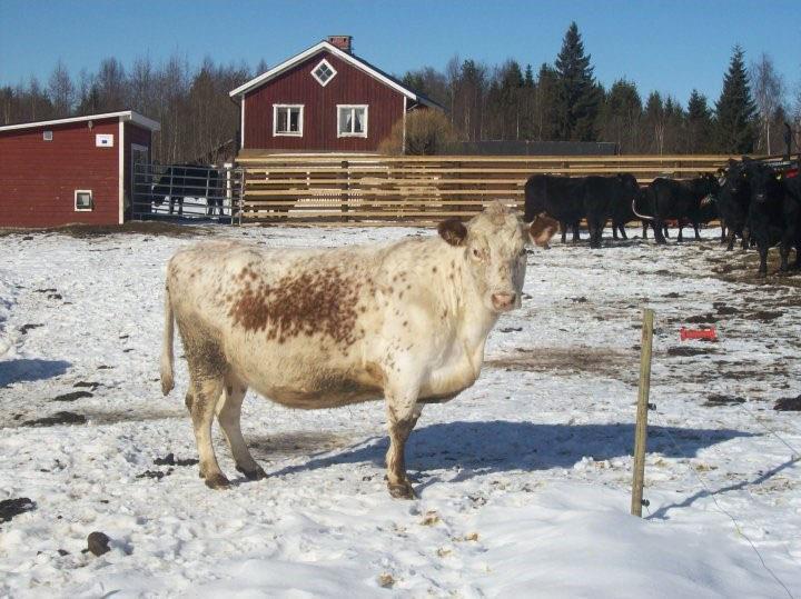 Fakulteten för veterinärmedicin och husdjursvetenskap Institutionen för husdjursgenetik Genetisk diversitet inom svenska nötlantraser i jämförelse med