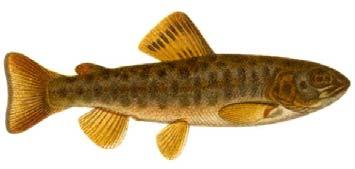 Öringstirr (juvenil) Havsöring (adult) Öring (Salmo trutta) 4 REFERENSER Degerman, E. & Sers, B. 1999. Elfiske.