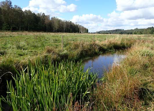 Vattensystem Vattendrag Lokalnummer Datum Nybroån 089 Fyleån UC- 5 2015-09-25 Lokalnamn Lokalkoordinater Kommun Karta Meandring mellan 2 X:616157 Y:137643 Ystad 2D SO Provtagare: Anders Eklöv, Ivan