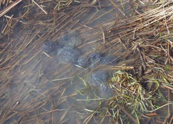Romklumpar noterade den 28 mars 2017 i en del av våtmark nr 22 i Stora Viken. Dessa har bedömts till vanlig groda.