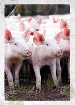 Djur i karens För att djur ska kunna KRAV-godkännas krävs att de är i karens under en period. Hur lång den är varierar mellan olika produktionsgrenar.