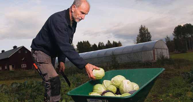 Grönsaker Under 00 bedrevs frilandsodling av köksväxter på totalt cirka 7 000 hektar.