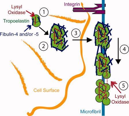 Vaginas elasticitet Visko-hyperelasticitet i gummimaterial även i bl.a.vaginalvävnad (Rubod et al 2012) Mullins effekt (Mullins type tissue damage): Vid upprepad belastning över viss nivå tänjs