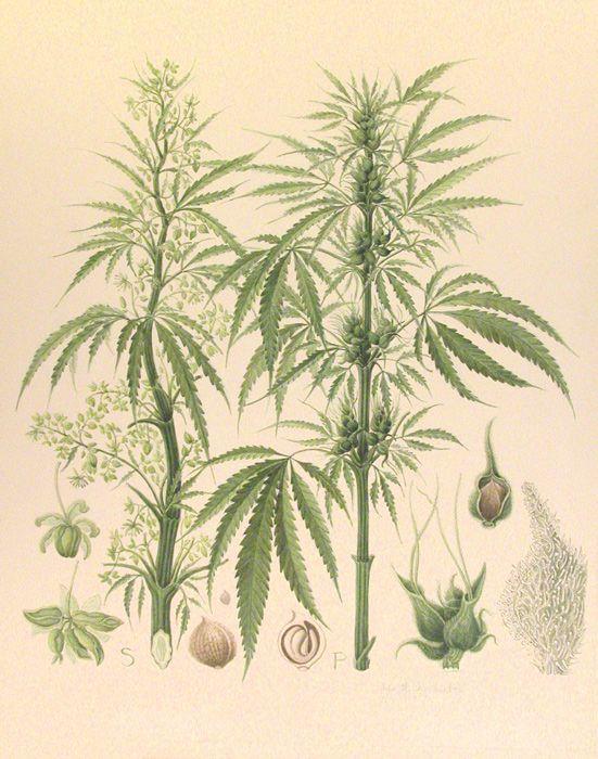 Cannabis Sativa eller Cannabis Indica: