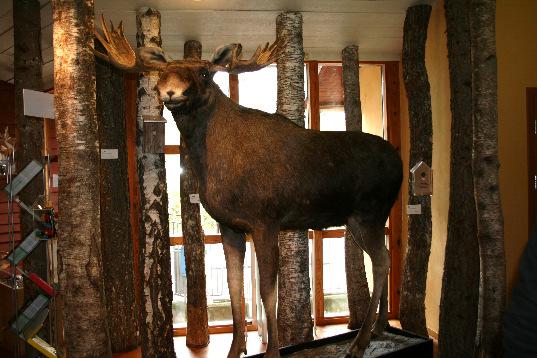 se Kungajaktsmuseet Älgens Berg Kungajaktsmuseet Älgens Berg med djur och natur som tema är en upplevelse väl värd att besöka!