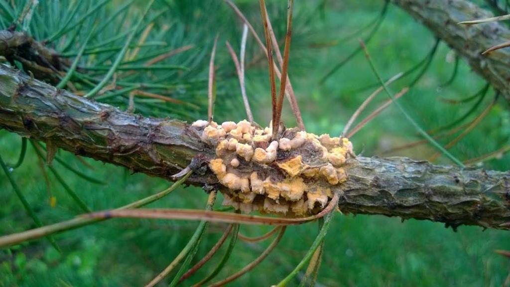 Skogsstyrelsen 2(8) Svampangrepp på skogen av törskatesvamp och knäckesjuka i regionens norra halva. Älgen är fortsatt en stor skadegörare på tallungskogarna.