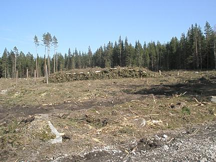 drying process in green stored and brown stored piles of forest residuals Växjö 2010 07