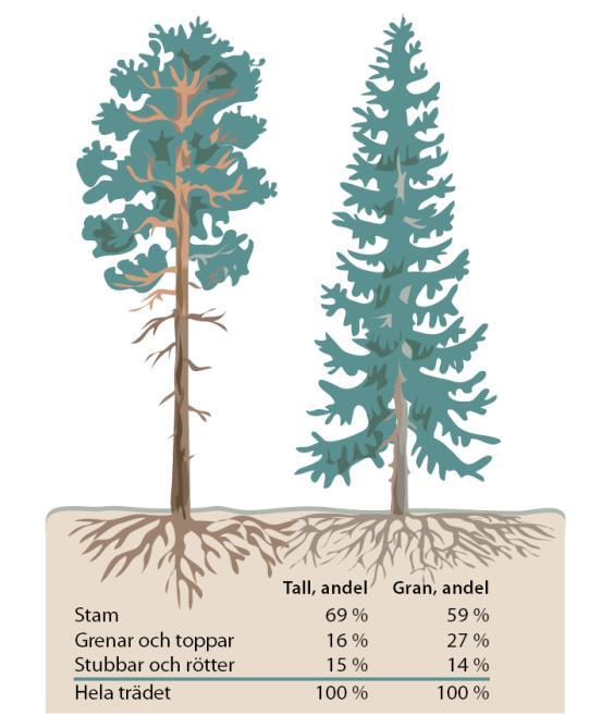 ytterligare 11,9 TWh bränsle: långa toppar, stubbar, klena träd och träd som fälls i samband med röjning (Skogsindustrierna 2009).