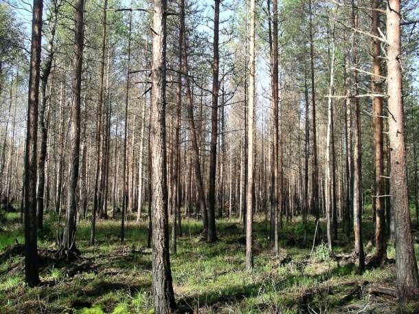 Mark- och vedlevande insekter på ett brandfält i Färnebofjärdens nationalpark ett år efter bränning En inventering av Olof Hedgren, Uppsala Sammanfattning Under 2009 undersöktes insektsfaunan inom