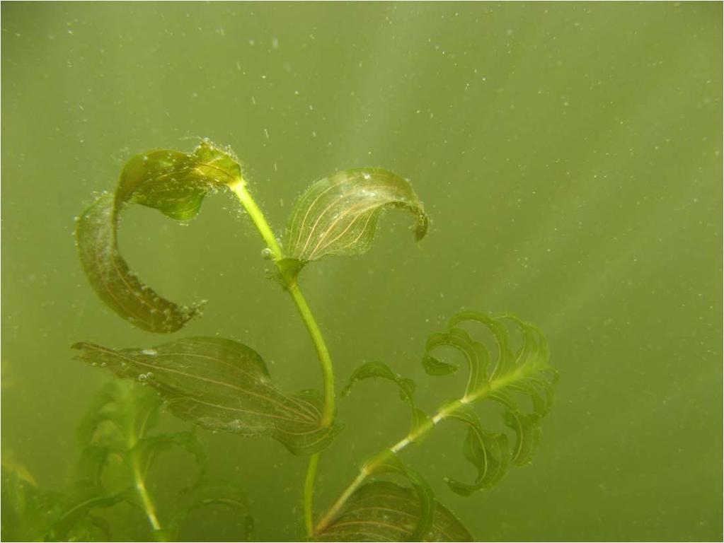 Undervattensväxternas roll i