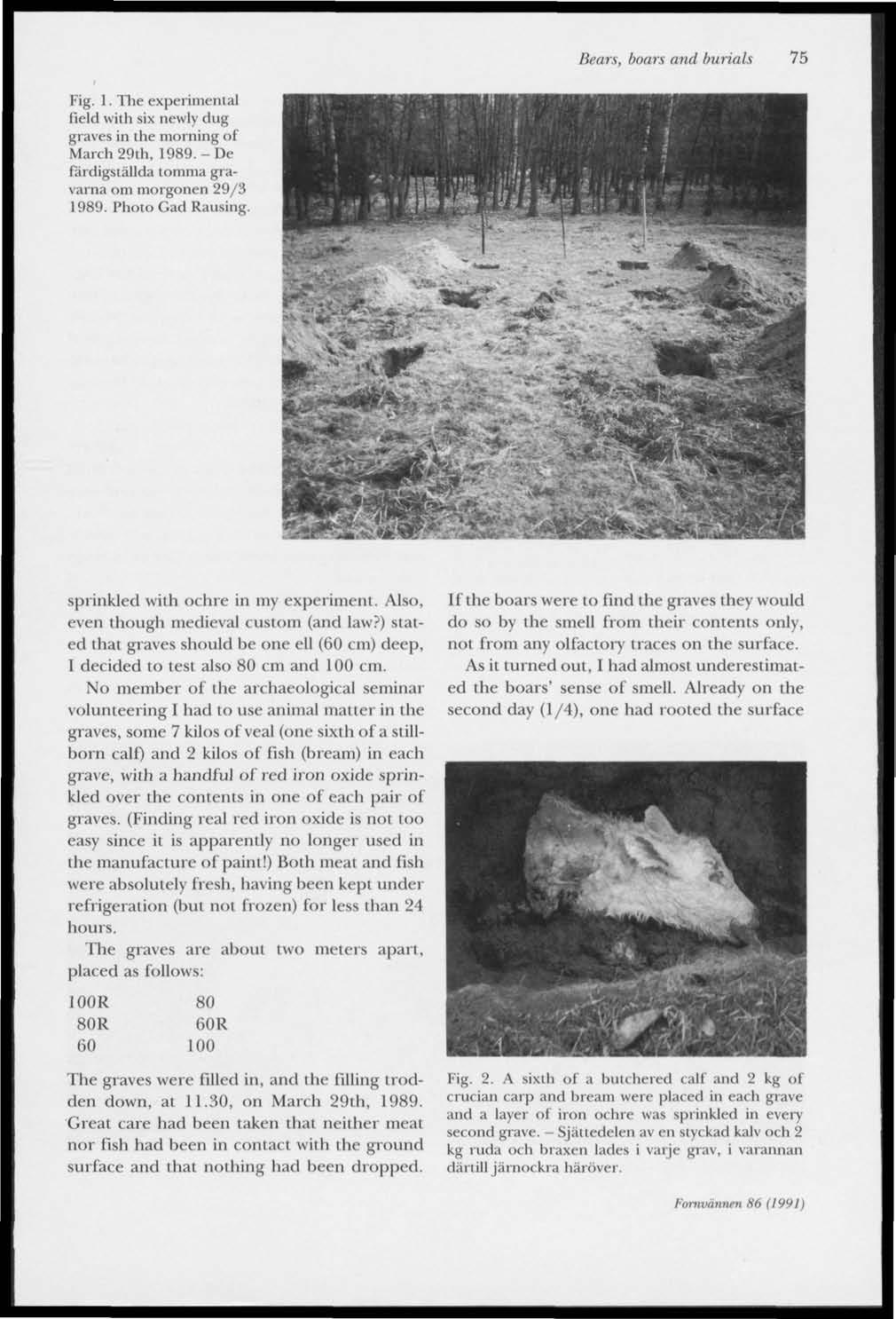 Bears, boars and burials 75 Fig. 1. The experimental field with six newly dug graves in the morning of Mardi 29th, 1989.-De färdigställda lomma gravarna om morgonen 29/3 1989. Photo Gad Rausing.