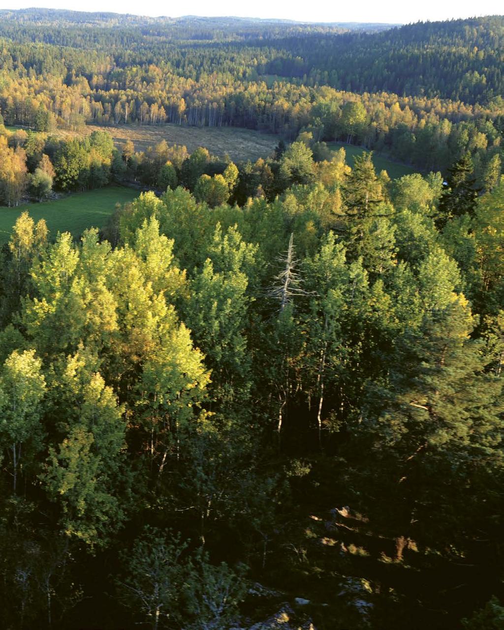 Här bedrivs världsledande forskning I Sverige bedrivs en omfattande forskning kopplad till skog och skogsindustri.