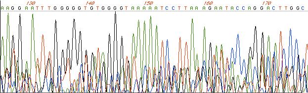 1500bp 1000bp 500bp ph< 807bp Fig.8. PCR-produkt på ph efter läsram-korrigering med nya primerpar. Det var en punktmutation på pe som korrigerades med site directed mutagenesis (Figur 9).