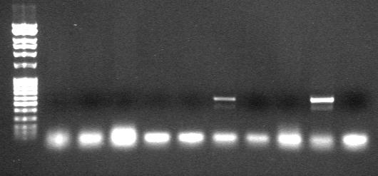 Sekvensen från pp var mycket svag och det visade att den inte var ren, hade för lite DNA eller inte hade någon sekvens alltså pp-transformanter odlades upp igen för ny plasmidpreparation.