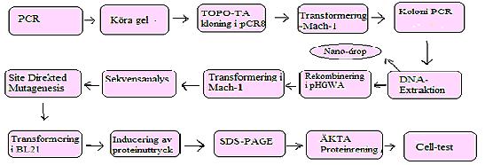 MATERIAL OCH METOD Arbetsflödet för de metoder som använts i arbetet är illustrerat i Figur 4. Fig. 4. Översikt över de metoder som har används under projektet för kloning och uttryck av TSP-1 domäner.