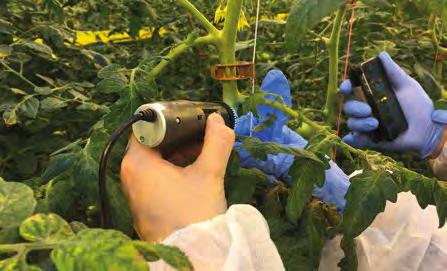 tillämpningar Ta itu med skadeinsektsproblem vid växthusodling med Dino-Lite Eric Vereijken är ägare och chef för en framskriden tomatodlingsverksamhet på 47 hektar.