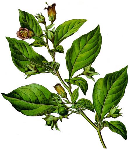 folium blad, leaves En folium-drog består av insamlade blad.