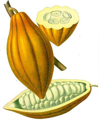 fructus frukt, fruit En fructus-drog består av en hel frukt, i denna Ingår även begreppen