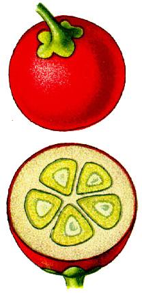 fructus frukt, fruit Frukter är uppbyggda på i princip ett och samma sätt, men med mycket variation i designen. Ett fruktskal, pericarpium, som består av tre lager, exo-, meso- och endocarpium.