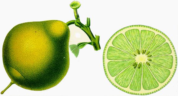 pericarpium fruktskal, peel Ibland utgörs en drog av själva fruktskalet, ofta för att utvinna eteriska oljor ur dem.