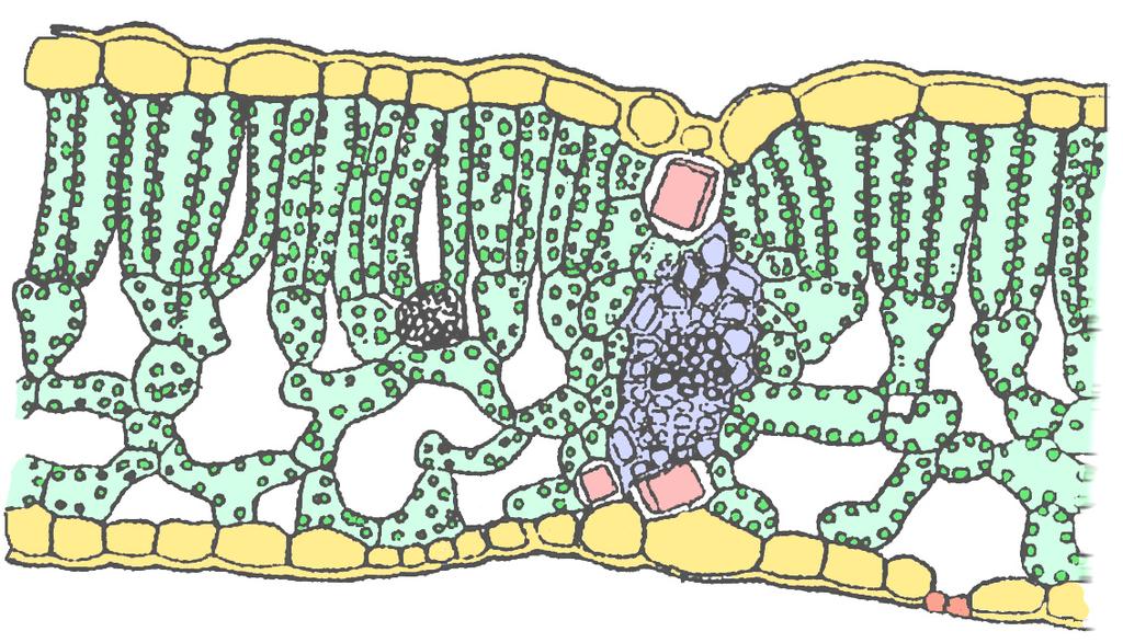 folium blad, leaves Fotosyntes produktion av glukos i särskild vävnadstyp, s.k. pallisadparenkym.