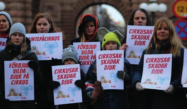 Djurens Rätts förhoppning var att ett förbud mot vilda djur på cirkus något som två tunga instanser, Sveriges Veterinärförbund och den expertgrupp som år 2011 tog fram förslag till ny djurskyddslag,