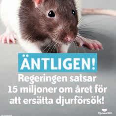 Frågan om undermåliga djurtransporter hamnar på agendan i Sverige efter nya avslöjande