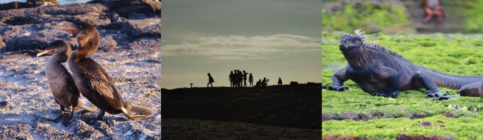 FREDAG 4 JANUARI: M/S SANTA CRUZ Kurs enligt särskilt program. Första stoppet blir Punta Vicente Roca på Isabela Island och sedan står Punta Espinoza på Fernandina Island på programmet.