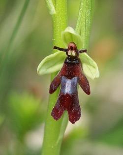 Orchidéer (Orchidaceae)