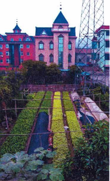 Foto: Charlotte Horgby Bilden ovan visar en typ av lägenhetsträdgård i form av friliggande små bersåer, i Malmö. Bilden nedan visar odling i stadslandskap, i Kina.