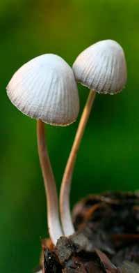 värsta fall även psykoser och njursvikt. På Wikipedia kan man läsa: Psykedeliska svampar av arten Psilocybe semilanceata.