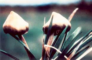 Svampar och kaktusar (Meskalin och Psilocybin / Psilocin) Trender att missbruka vissa narkotiska preparat växlar ständigt, under de senaste åren har speciellt missbruket av olika narkotiska svampar
